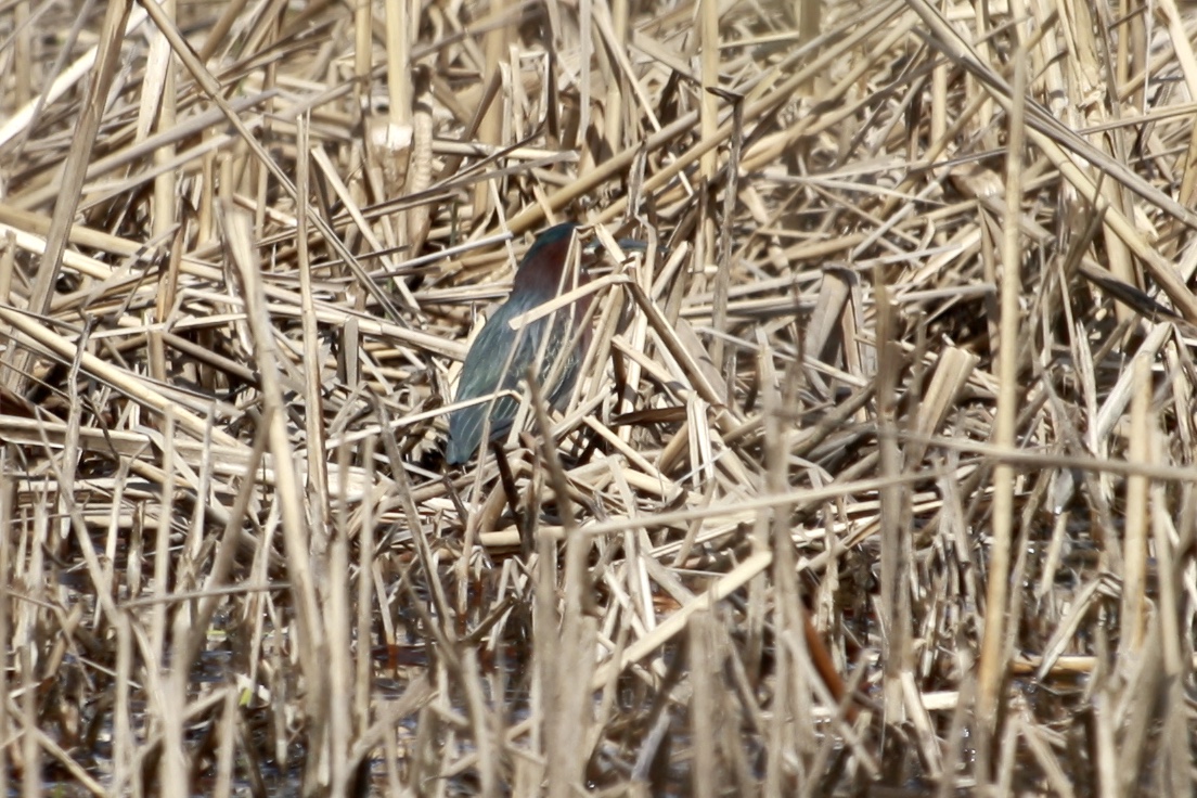 Green Heron
