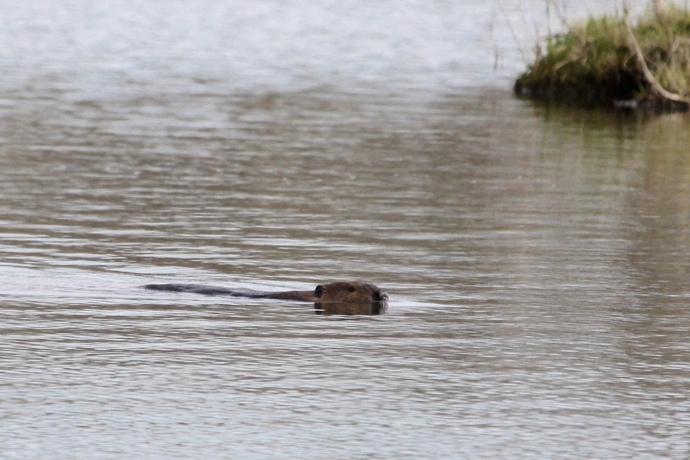 Beaver