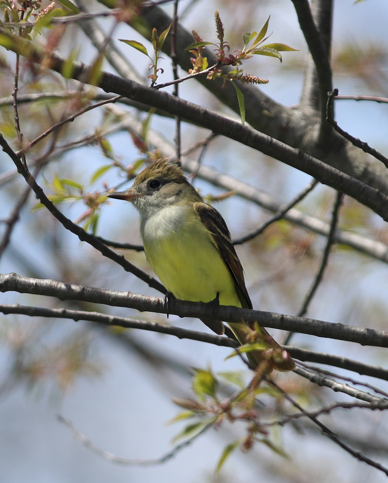Great Crested Flycatcher