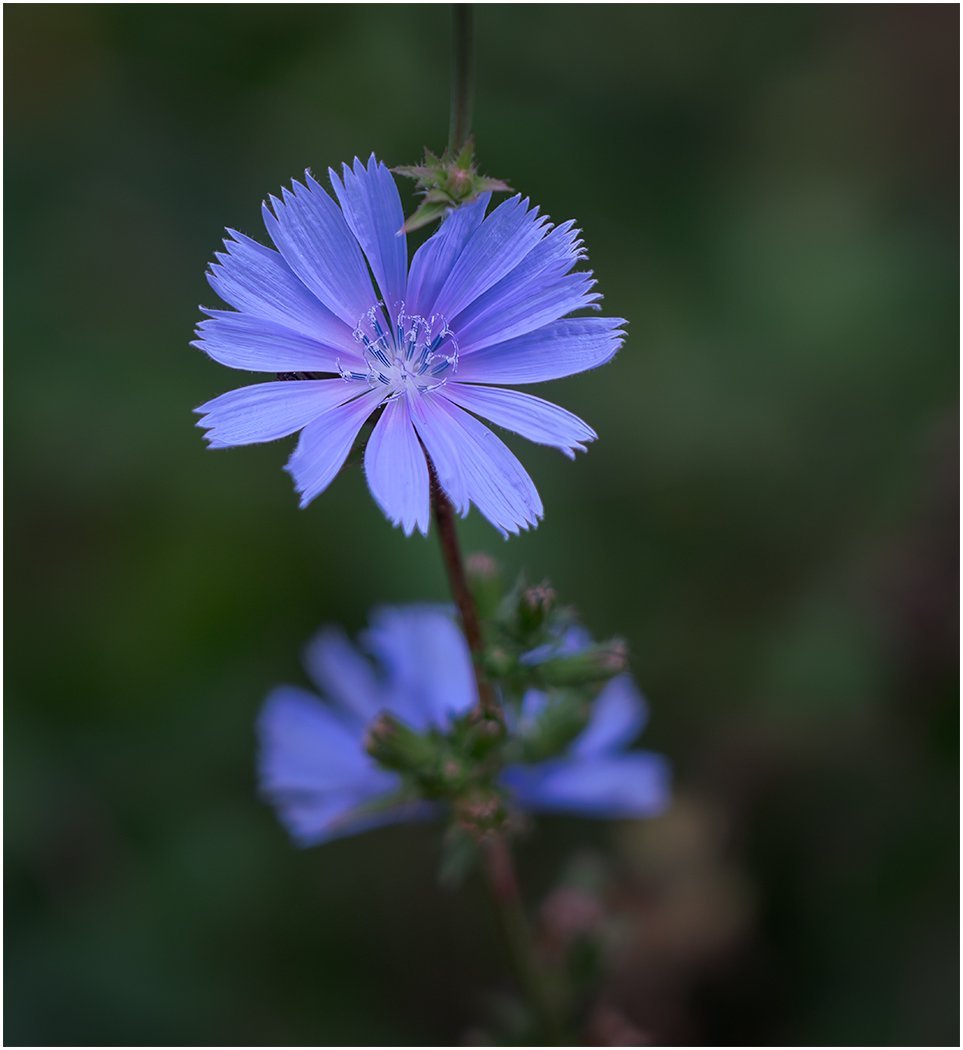Third Place - Mike Trahan - “Lone Chicory at the Wood Edge”