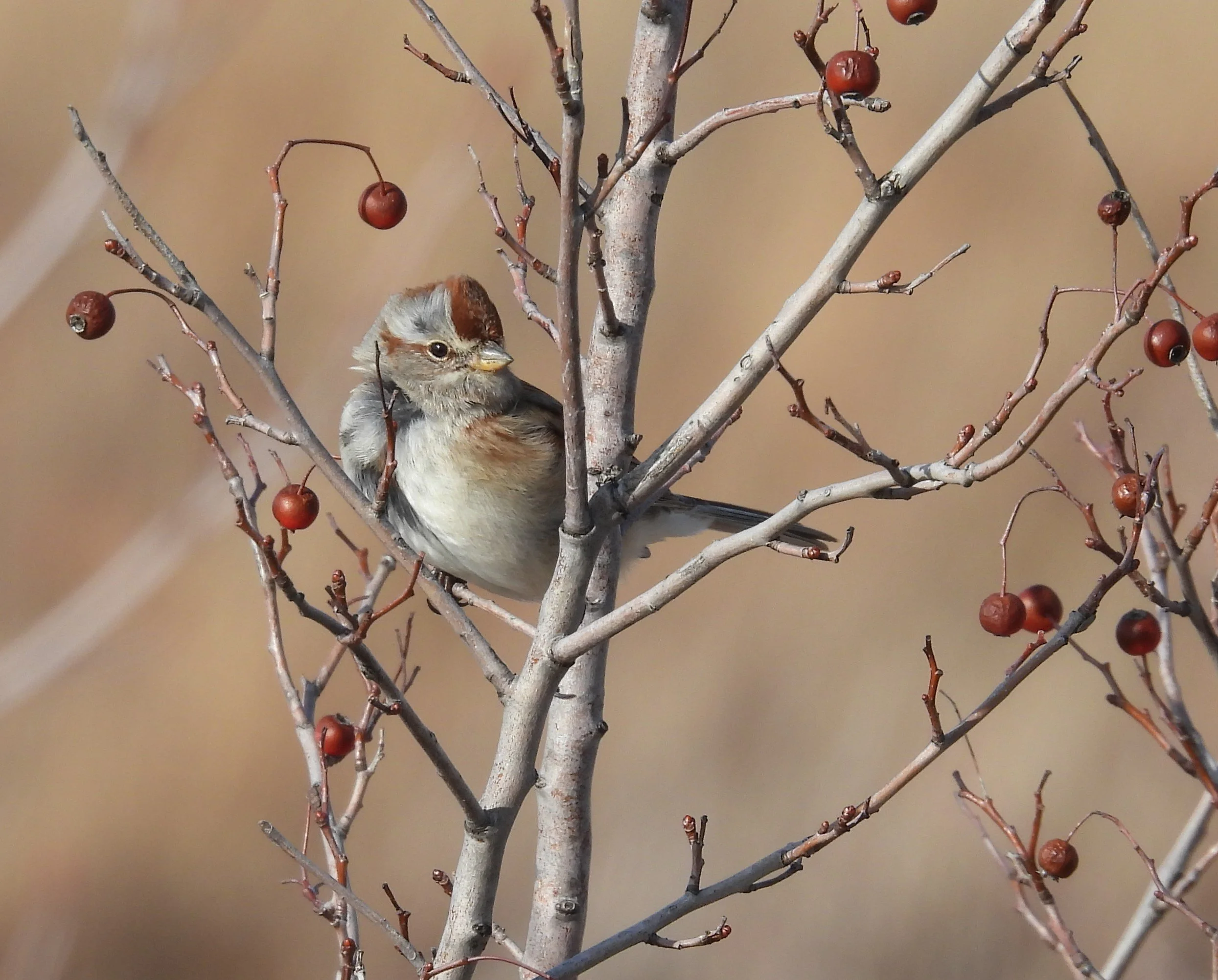 March Program Meeting: Badgerland Birding