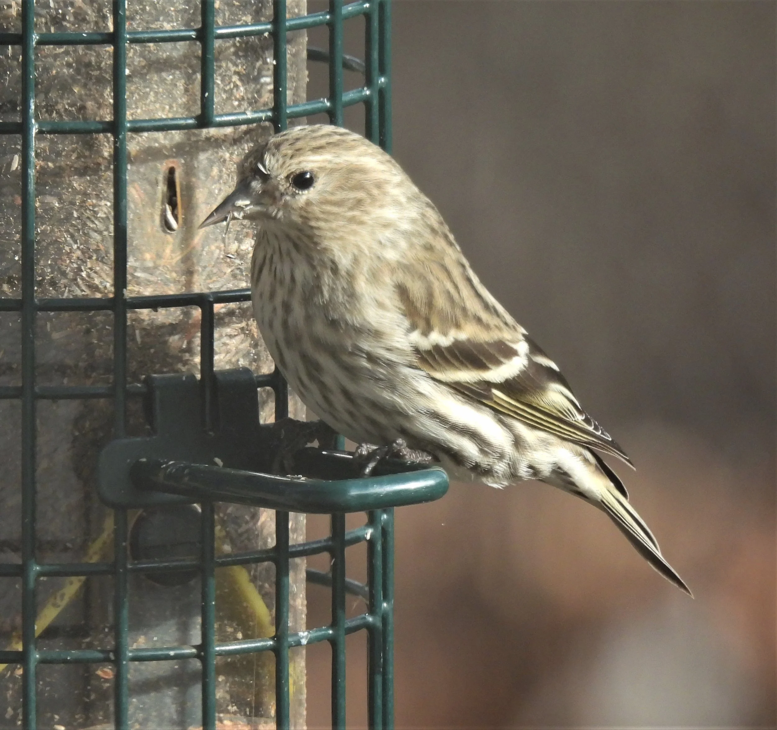 National Bird Feeding Month