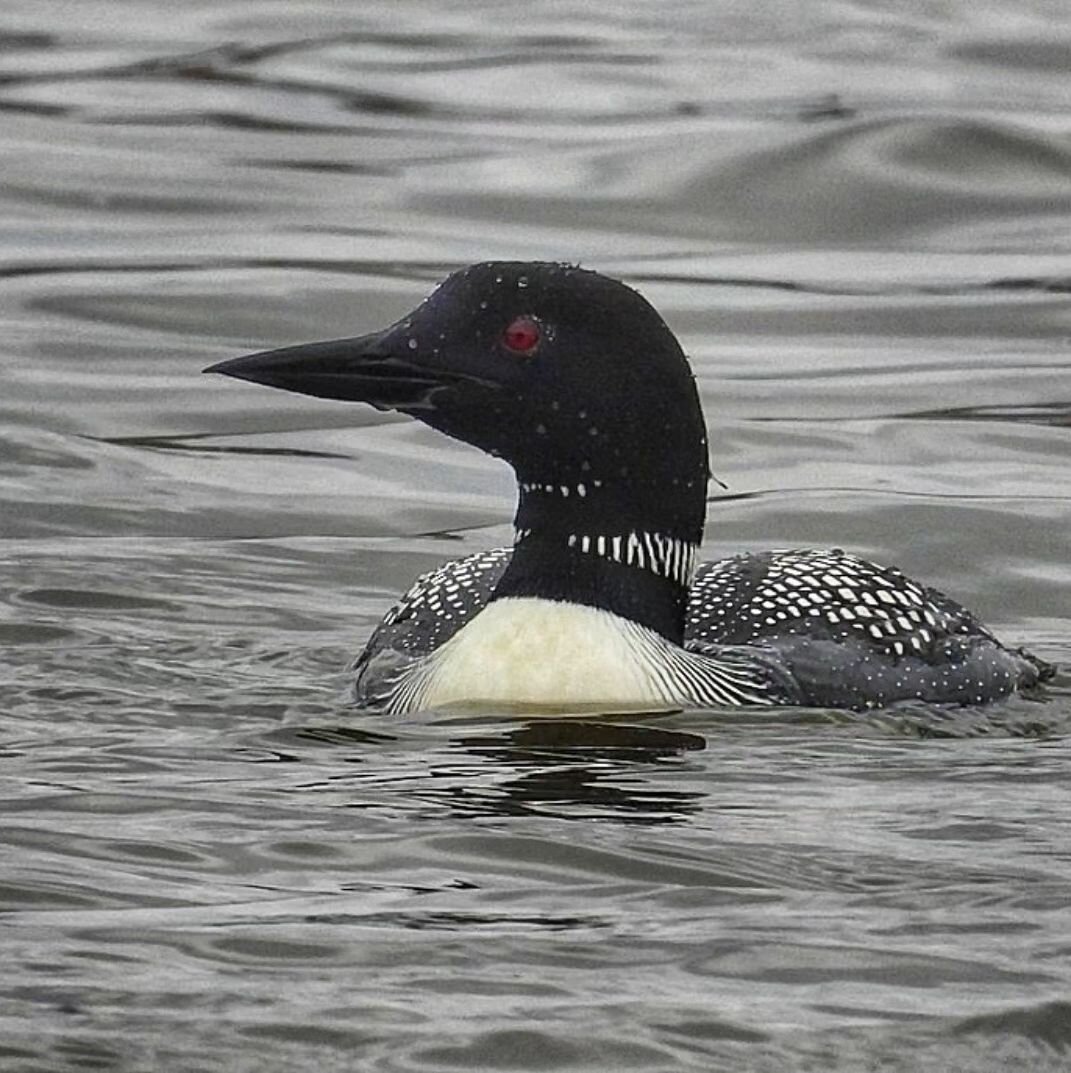 This Saturday, join us at the Fox River Forest Preserve for our third installment of Bird Lake County! You can take a peek here at some of the diverse species of birds that have been observed at the preserve during springtime . Is there one you are h