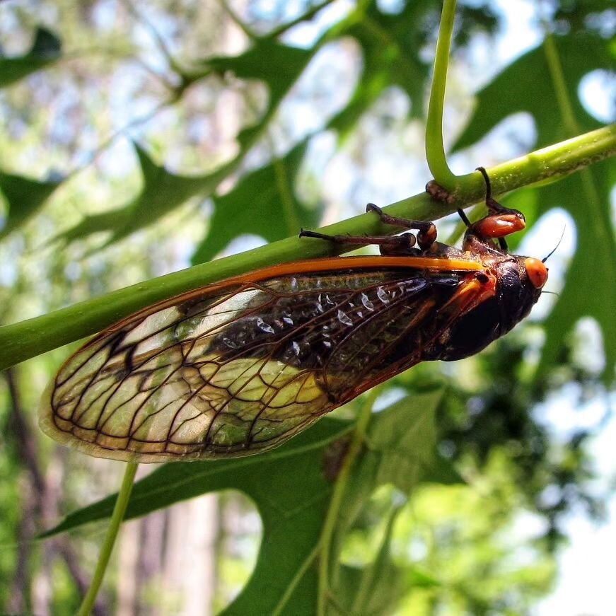 The Cicadas are coming! Join us at our April program on Monday, April 1 to learn more about this once-in-a-lifetime event (first time in 221 years to be exact!) where these two broods of cicadas will emerge above ground in the same year.😯 
Speaker M