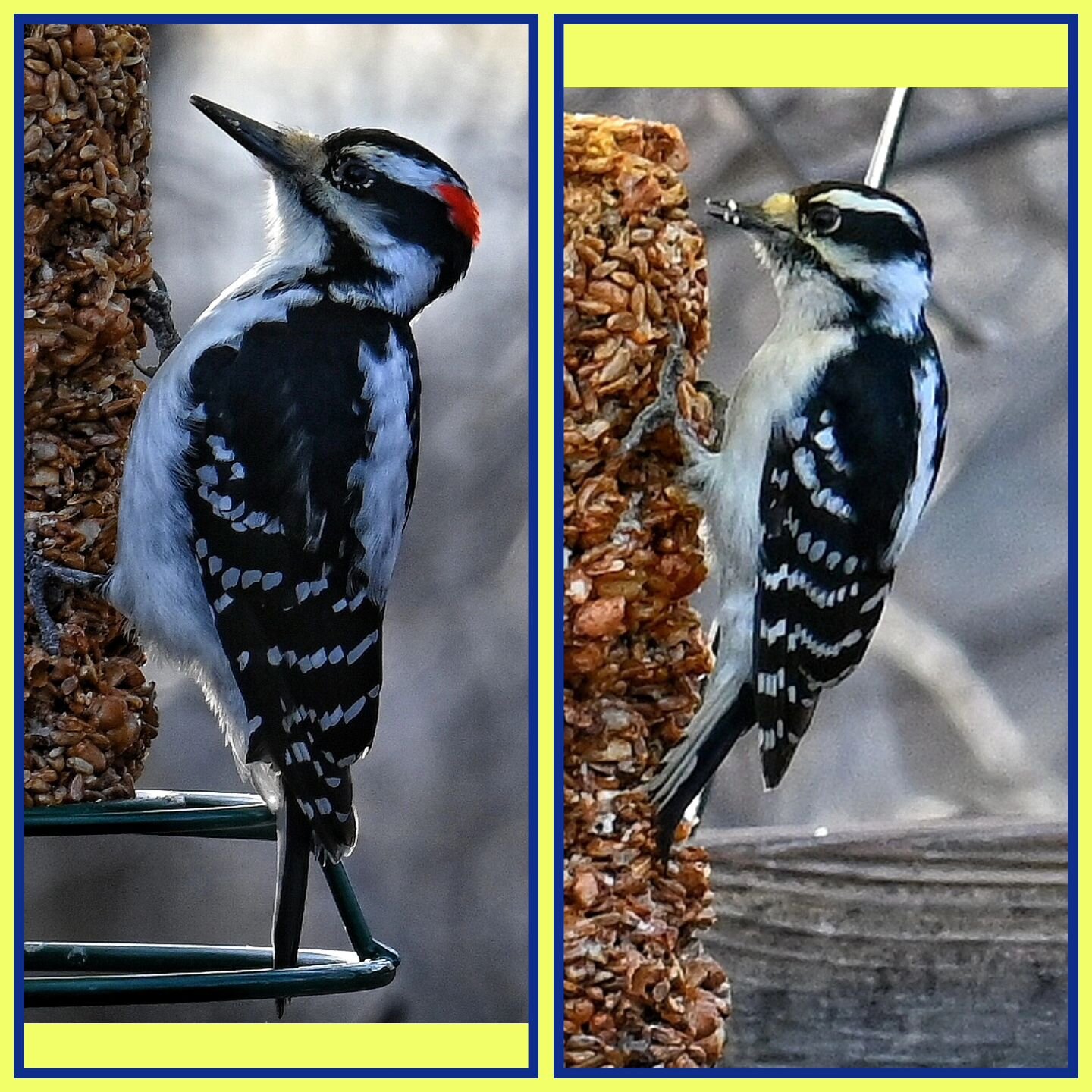 🏡 On this Feeder Friday, we examine the easiest- to-observe field marks that distinguish the impressive Hairy Woodpecker (left) from the  charming Downy Woodpecker (right). 
Most noticeable is the larger overall size of the Hairy Woodpecker, and its
