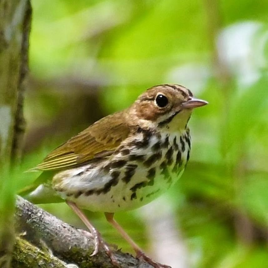 We've got an app for that☺️ Join us this Wednesday at Daniel Wright Forest Preserve for a bird walk with an emphasis on learning the best usage of the birding apps Merlin and eBird.
Location: Captain Daniel Wright Woods Forest Preserve, Mettawa
Date 