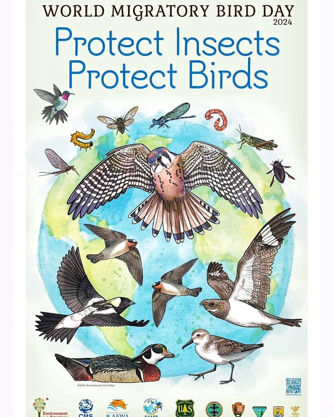 World Migratory Bird Day 2024 is May 11! The theme PROTECT INSECTS PROTECT BIRDS shines a spotlight on the relationship between migratory birds and insects amidst ALARMING declines for both. Birds need insects!
🌎 All across the world, people are tak