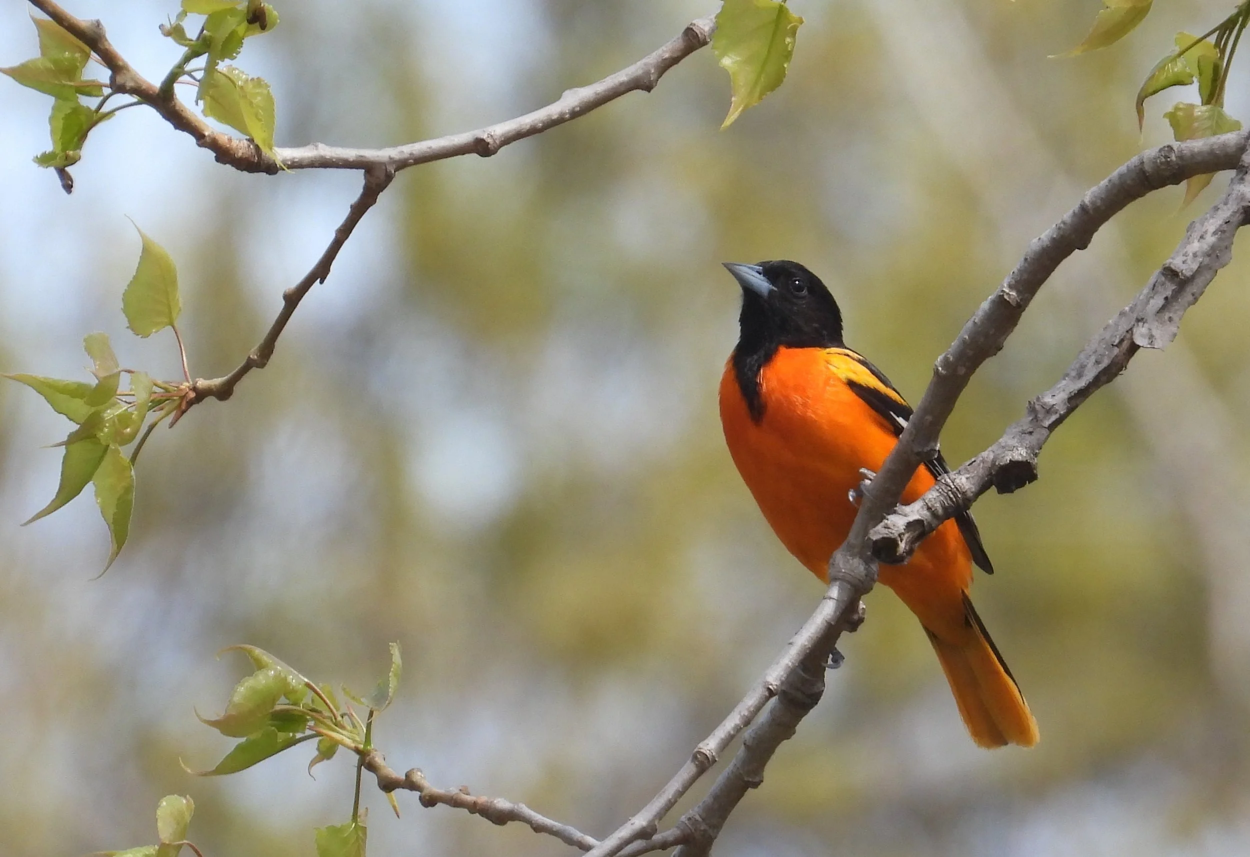 Bird Walk: North Point Marina