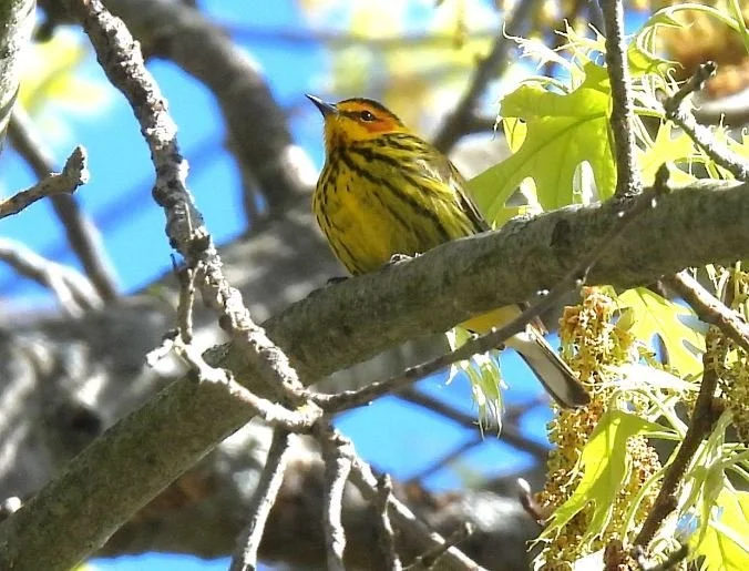 Bird Walk: Reed-Turner Woodland
