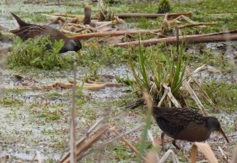 Bird Walk: Middlefork Savanna