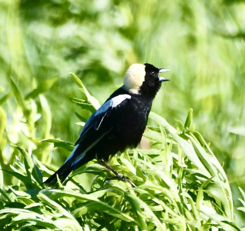Bird Walk: Ray Lake