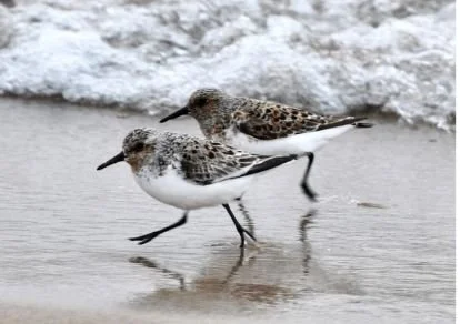 Bird Lake County: Illinois Beach State Park—South Unit
