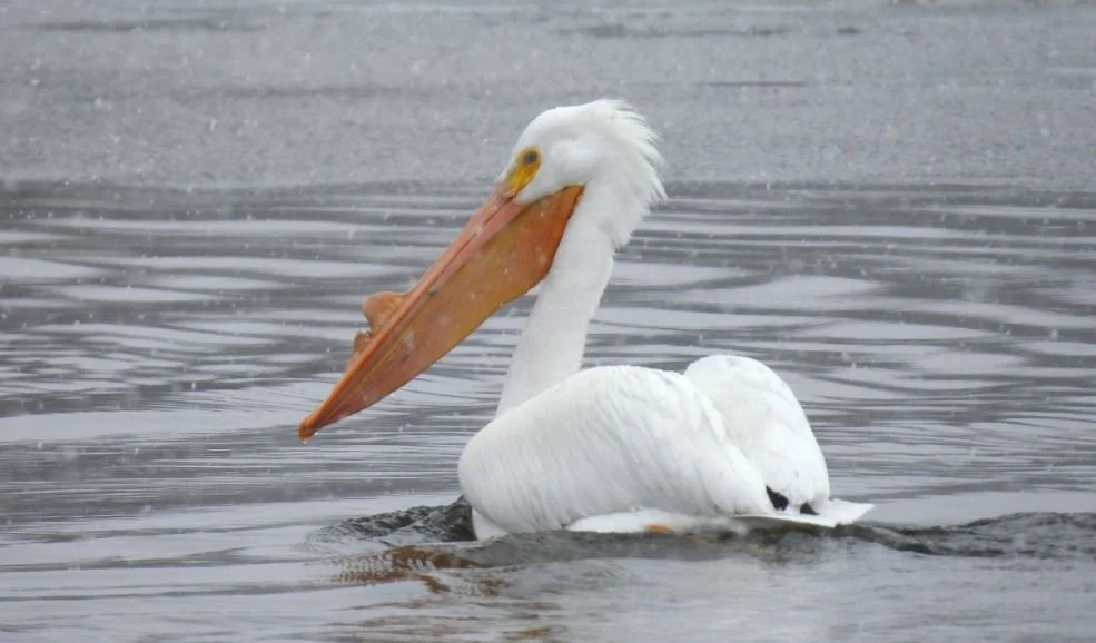 Bird Walk: Chain O’Lakes