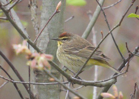 Big Day Bird Walk: Van Patten Woods