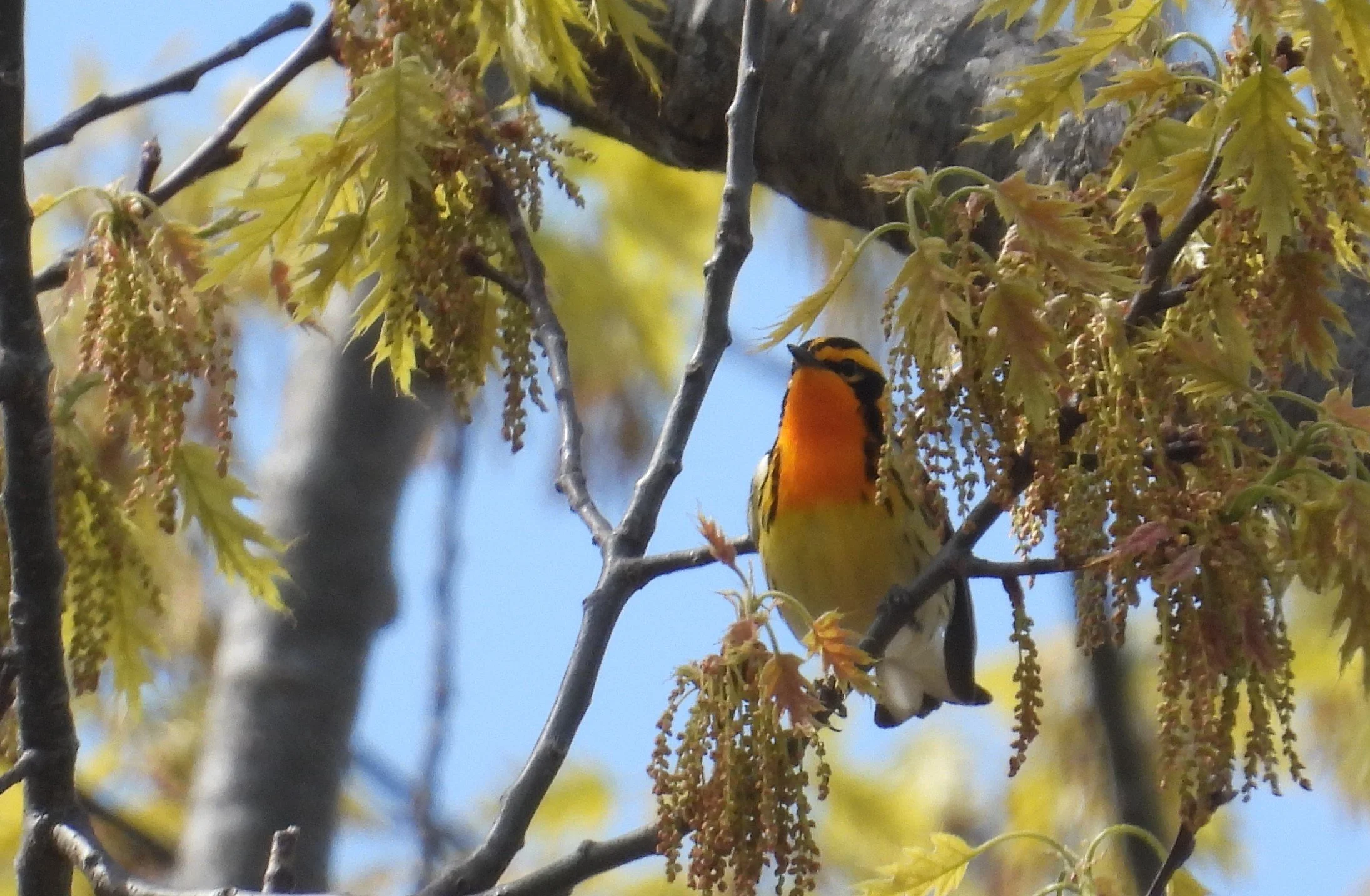 Bird Walk: Adler Memorial Park
