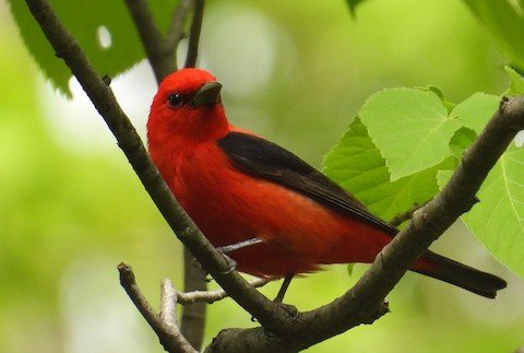Annual Birds & Breakfast Event at Ryerson Conservation Area