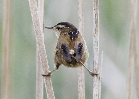 Bird Walk: Illinois Beach State Park - North Unit
