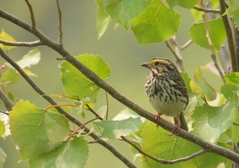 Bird Walk: Fort Sheridan Forest Preserve