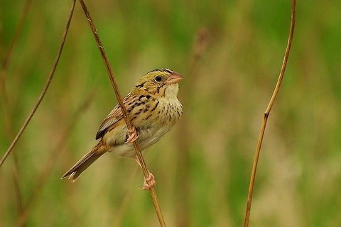 JOIN US THIS SATURDAY, June 21st, 7:00-10:00 am for a walk at Lakewood Forest Preserve!

There are just a few spots left so make sure to register soon!

The walk will be led by Stephen Hurst, an expert birder and photographer.  Stephen has explored L