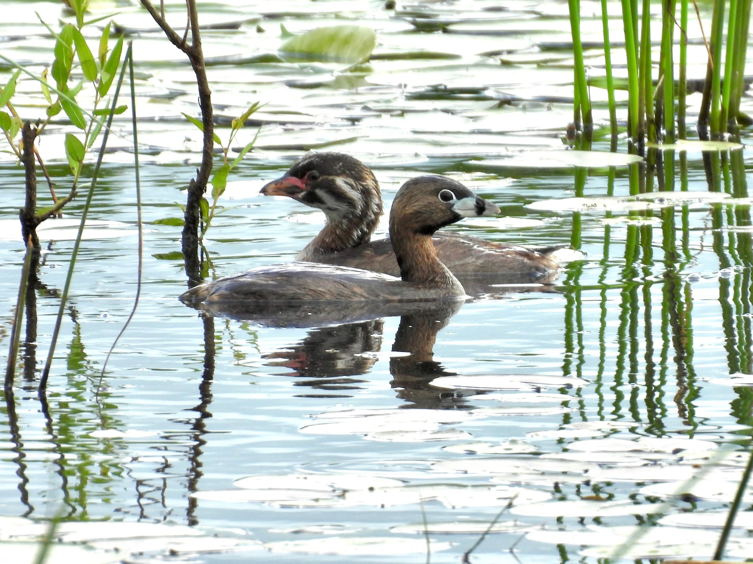 Bird Walk: Pine Dunes Forest Preserve