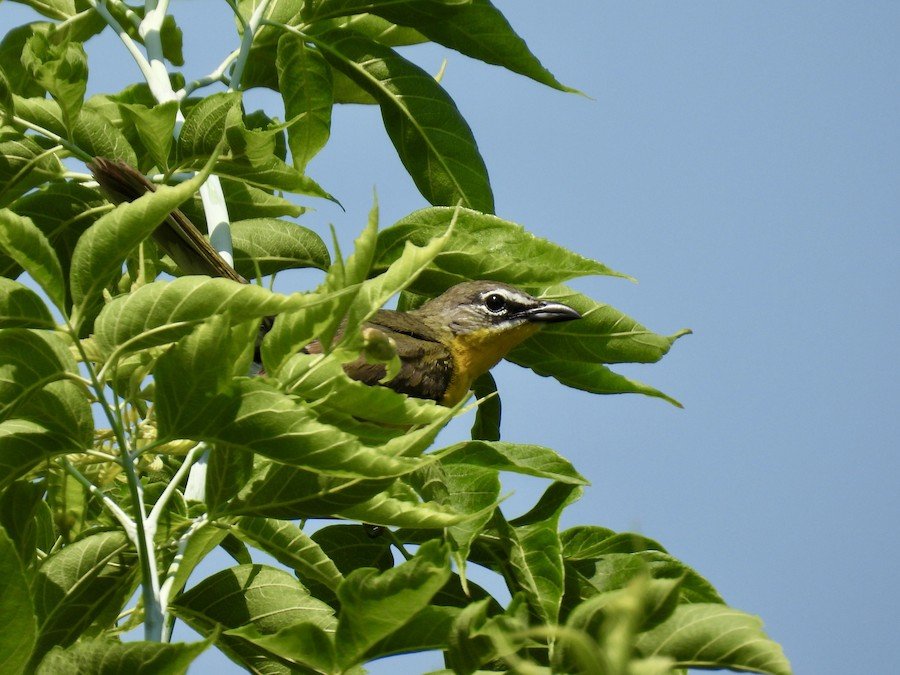 Bird Walk: Ray Lake Forest Preserve