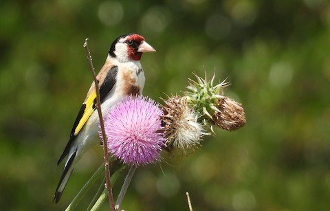 Bird Walk & Social Gathering: Middlefork Savanna