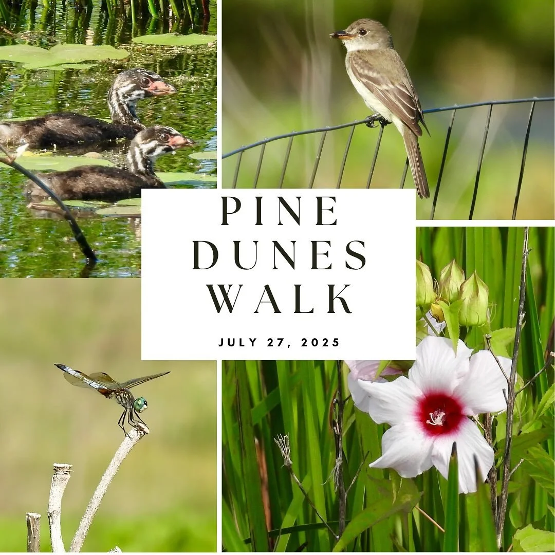Thank you to all who joined us for this our bird walk at Pine Dunes on July 27th. We braved the heat and humidity and were richly rewarded with exactly 50 species! Pines Dunes also gave us the opportunity to enjoy the beautiful variety of habitats th