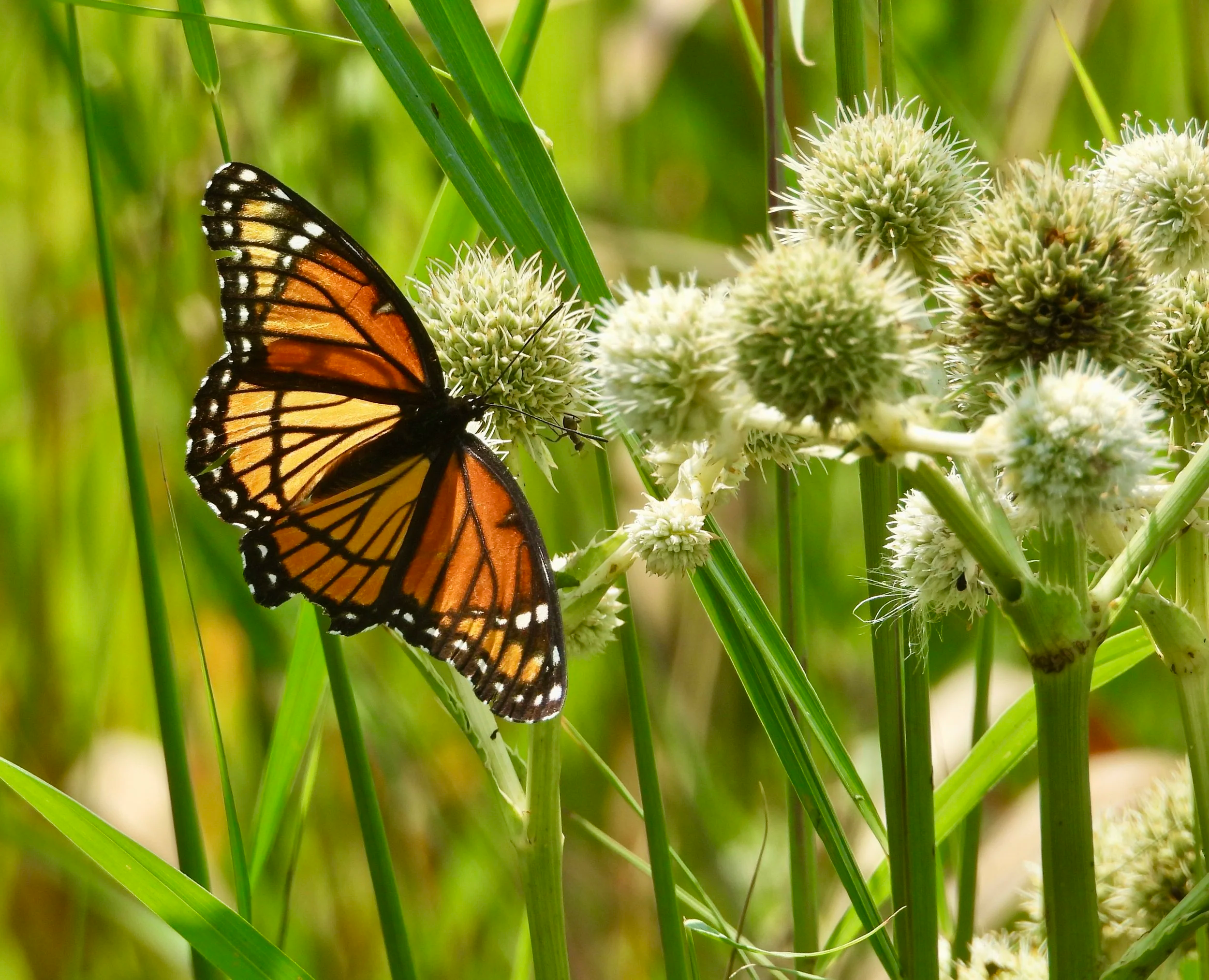 Birds & Butterflies Walk