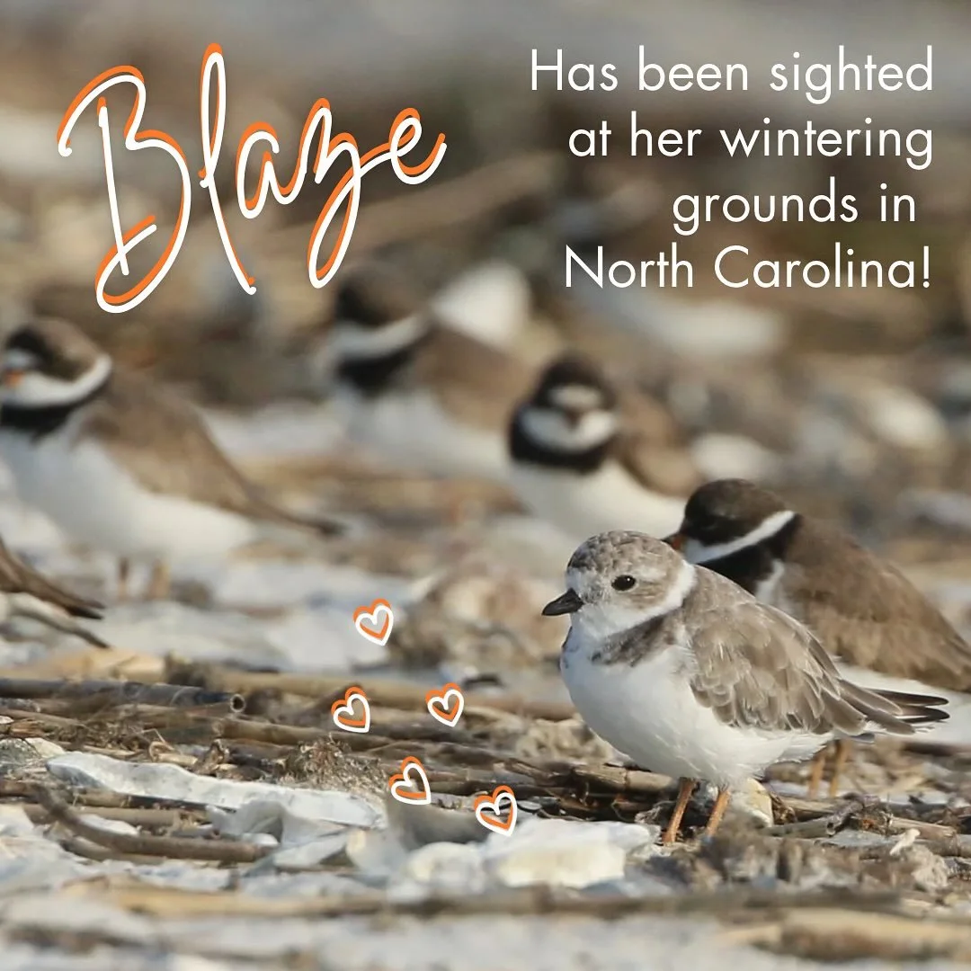 NEWS HOT OFF THE PRESS (actually hot off a text message in this case)

BLAZE HAS BEEN SPOTTED IN NORTH CAROLINA!

Three simple words appeared on the text message chain between Lindsey Addison, Coastal Biologist with National Audubon in North Carolina