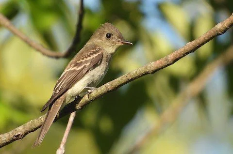 Bird Walk: Sedge Meadow Forest Preserve