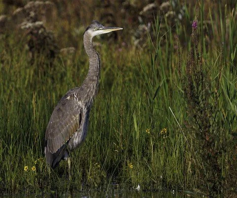 Bird Walk: Chain O' Lakes State Park