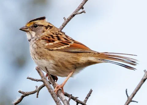 Bird Walk: Illinois Beach State Park-North Unit