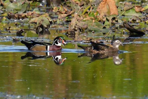 Bird Walk: Pine Dunes Forest Preserve