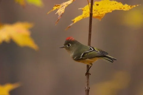 Bird Walk: University of St. Marys of the Lake