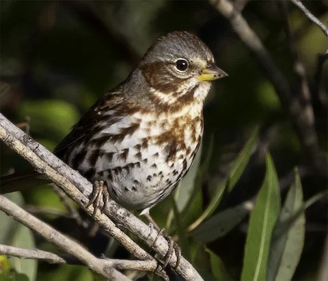 Bird Walk with COS: Cuba Marsh Forest Preserve