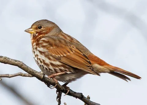 Bird Walk - Middlefork Savanna Forest Preserve