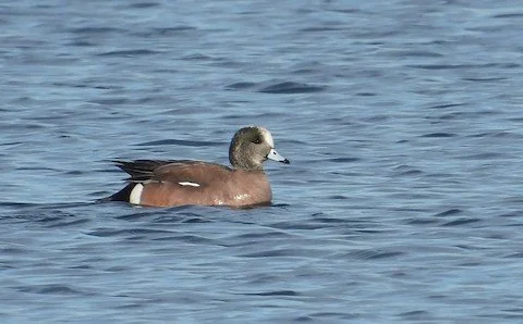 Bird Walk - Lakewood