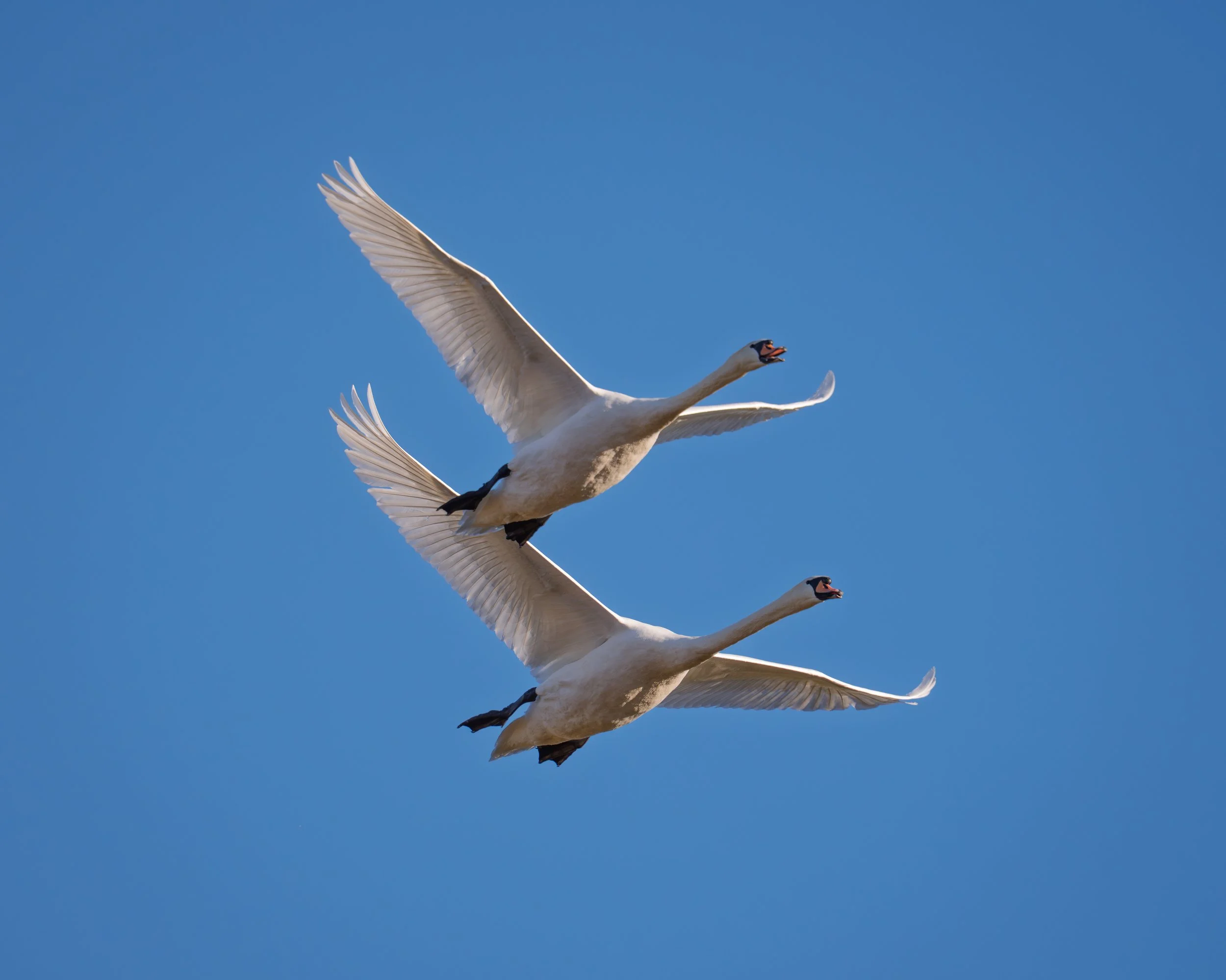 Bird Walk - Rollins Savanna Forest Preserve