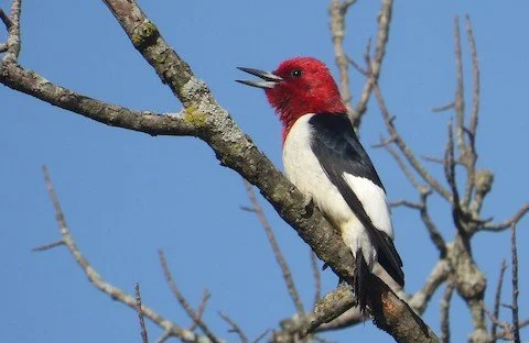 POP UP WALK Daniel Wright Woods Forest Preserve