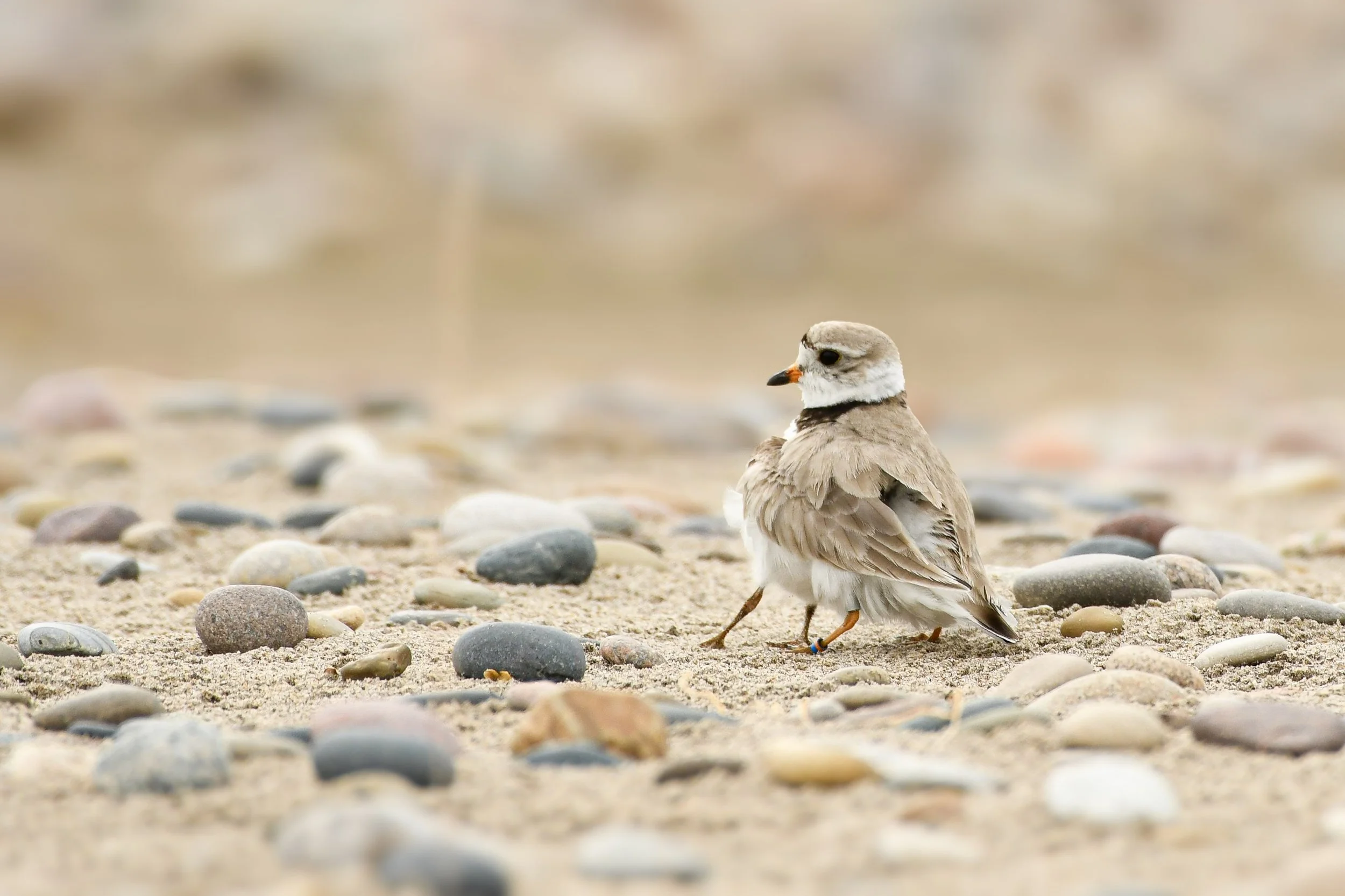 Art Exhibition Gala Opening