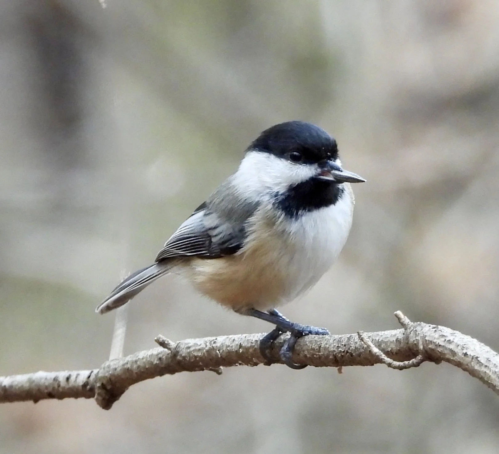 Bird Walk at Ryerson Conservation Area