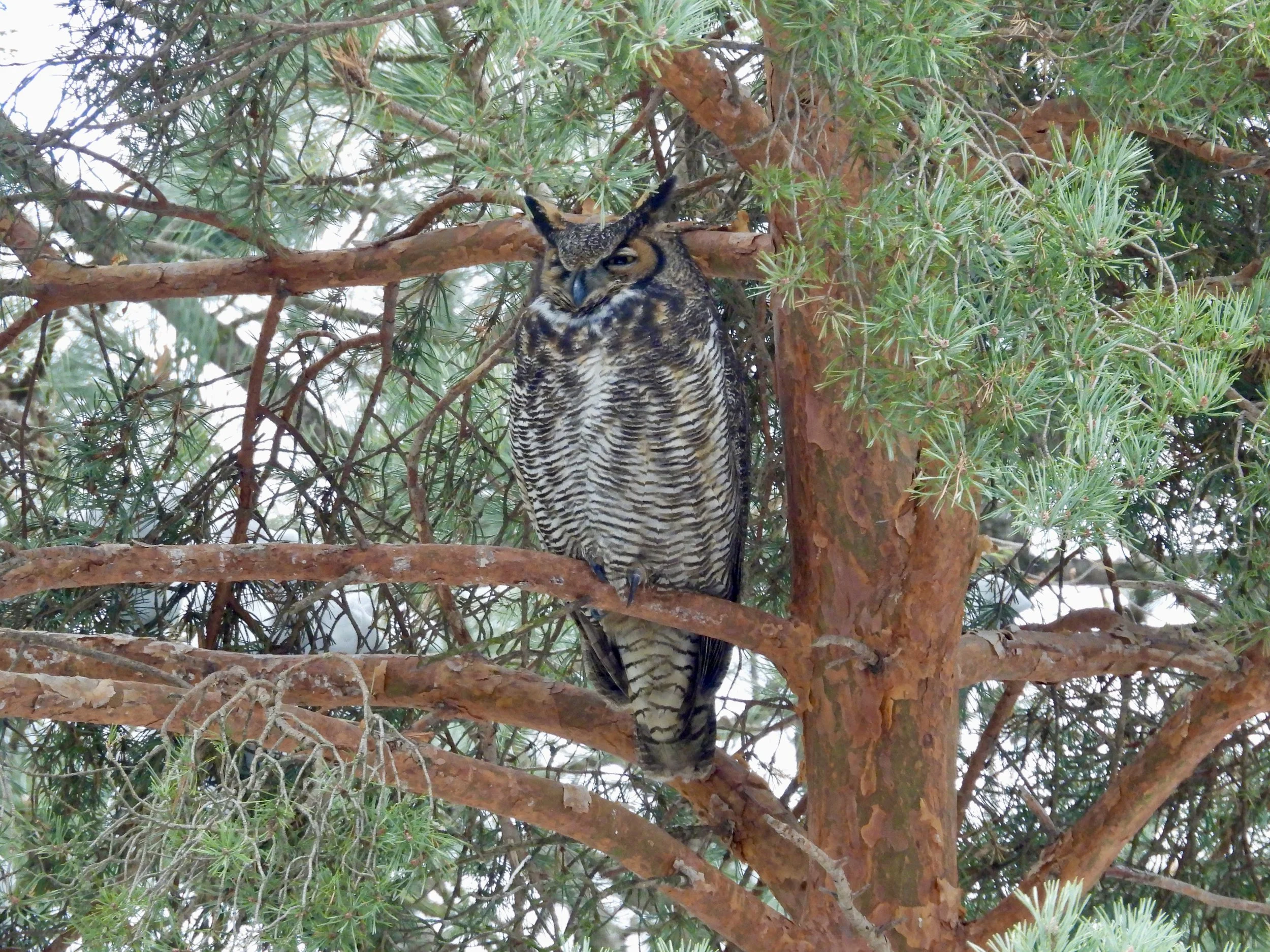 Rodenticide’s Hidden Victims: How Poisoning Rodents Harms Owls and Raptors
