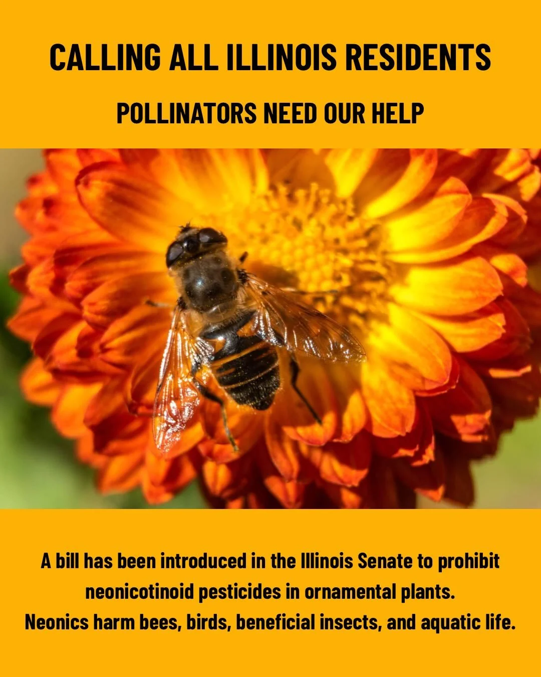 ILLINOIS RESIDENTS HAVE A SHORT WINDOW TO HELP PROTECT POLLINATORS AND BIRDS FROM HARMFUL PESTICIDES.

Our partners at the Lake Bluff Garden Club helped get a bill filed in the Illinois Senate that would prohibit the use of neonicotinoid pesticides i