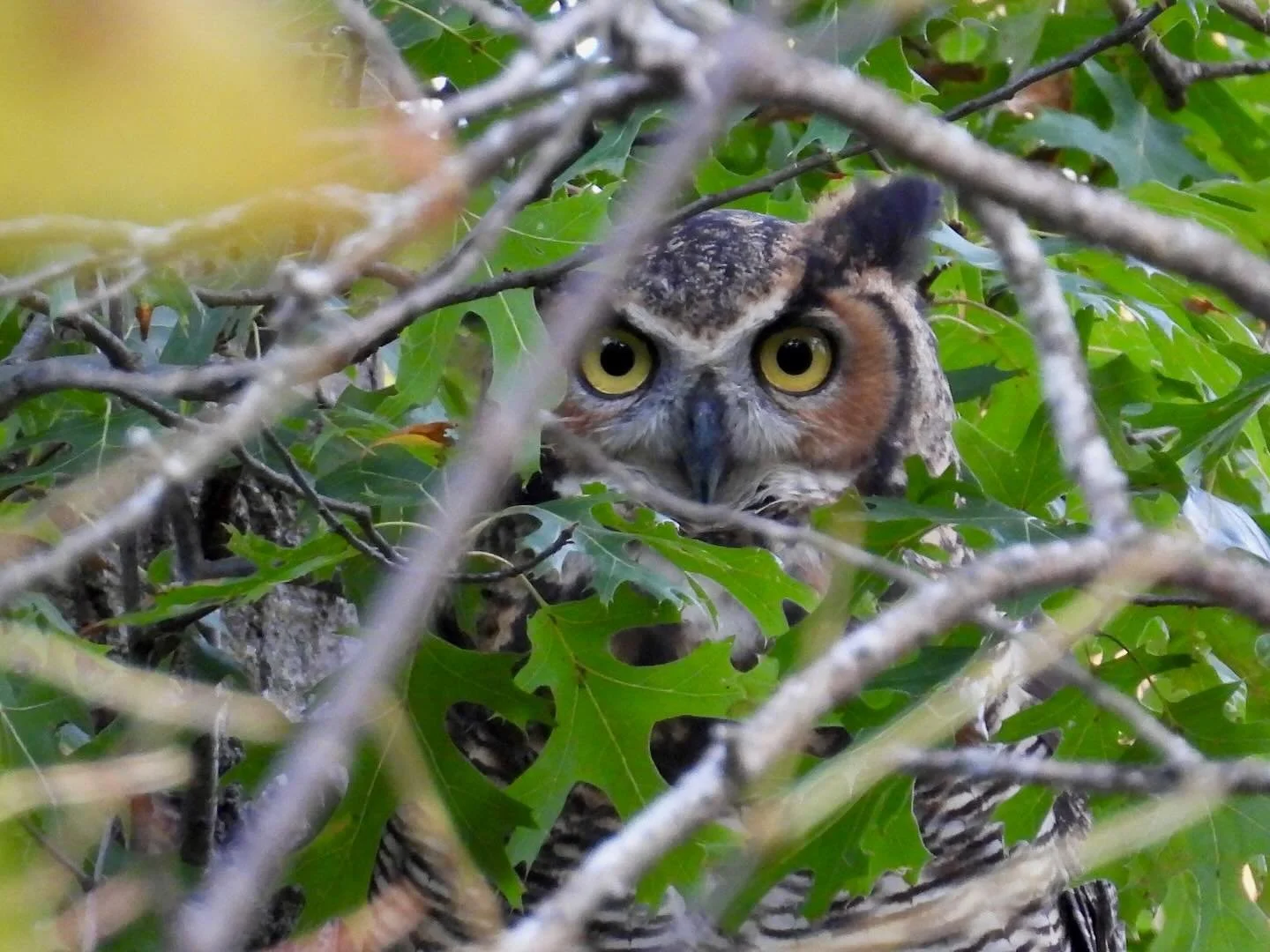 🦉 Did you know rodent poison can kill owls and hawks?

Rodenticides do not just kill rodents. When poisoned mice and rats are eaten by predators, the toxins move up the food chain, putting owls, hawks, and other wildlife at serious risk.

The irony 
