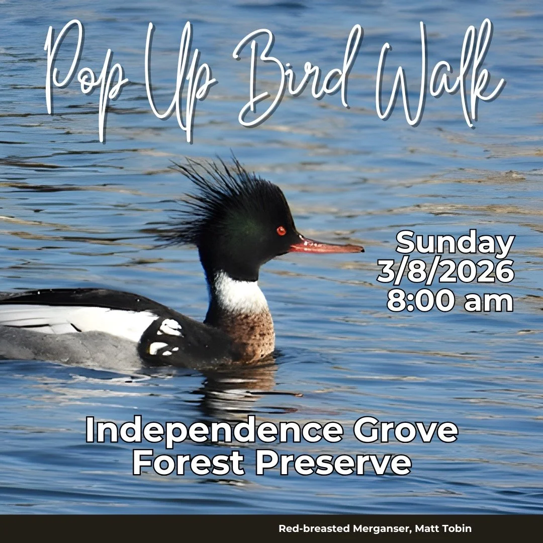 Pop-Up Bird Walk at Independence Grove

Join Lake County Audubon Society for a morning bird walk at Independence Grove Forest Preserve in Libertyvilleon Sunday, March 8.

March is one of the most exciting months for birding as lakes and ponds begin t