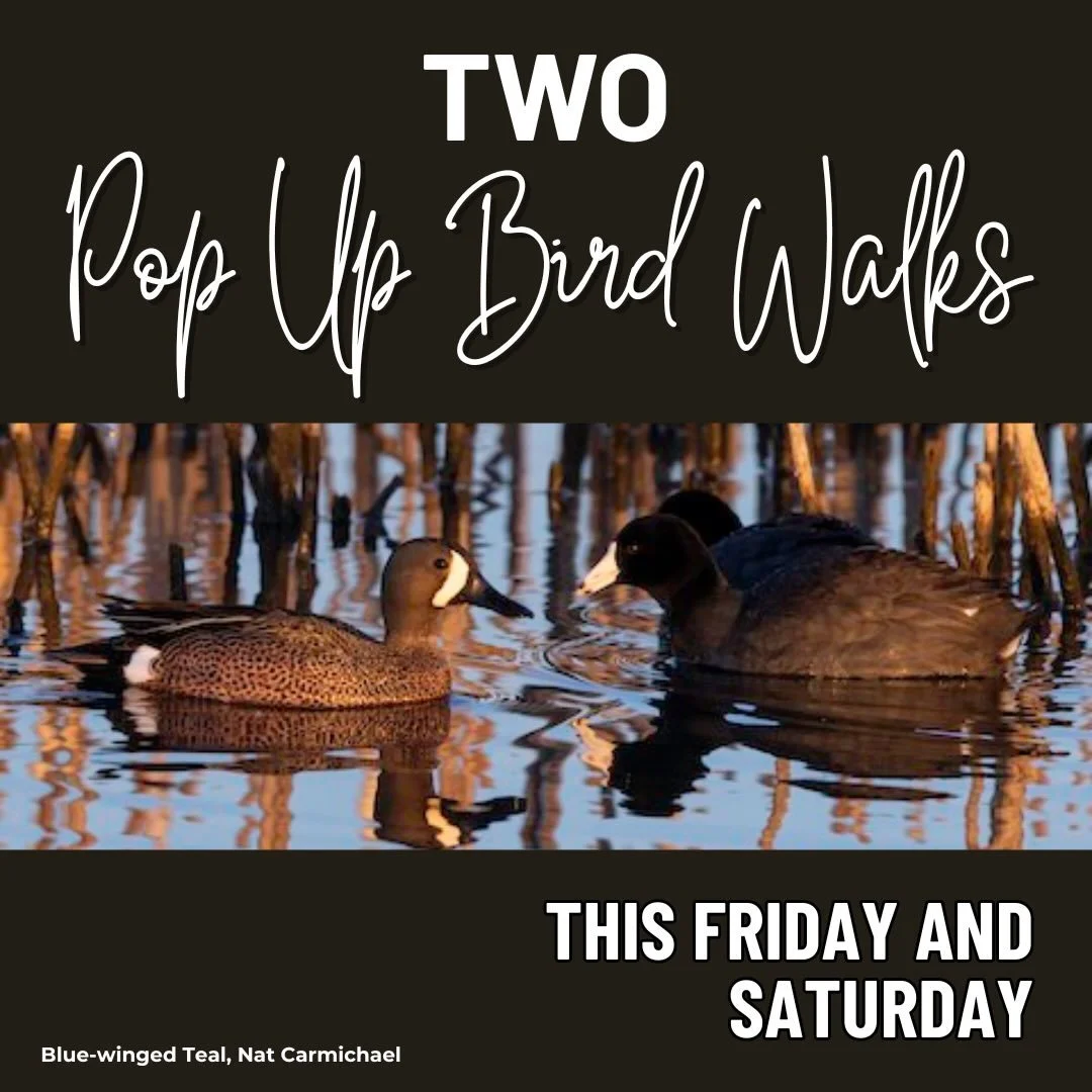 Join the Lake County Audubon Society for a pair of early spring pop-up bird walks and enjoy a welcome stretch of warmer weather as migration begins to take shape across the region.

This is a wonderful time of year to be outdoors, with waterfowl movi