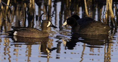 Bird Walk: City Parks in Vernon Hills
