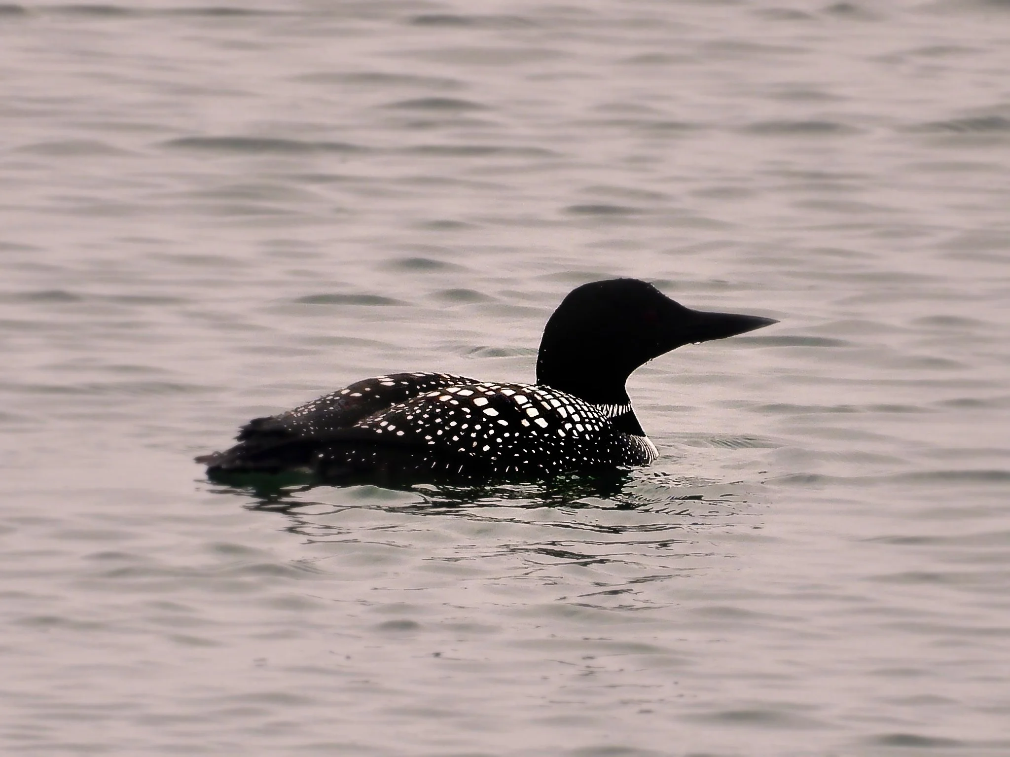 Bird Walk: Cuba Marsh Forest Preserve and Paulus Park