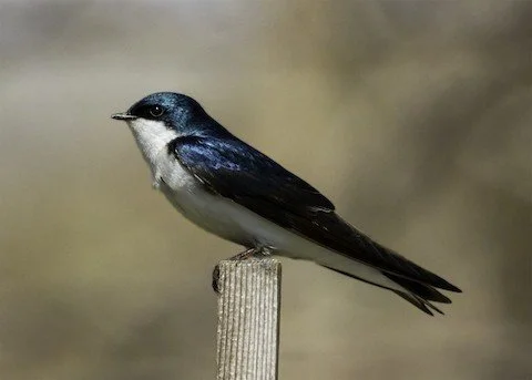 Bird Walk: Independence Grove 
