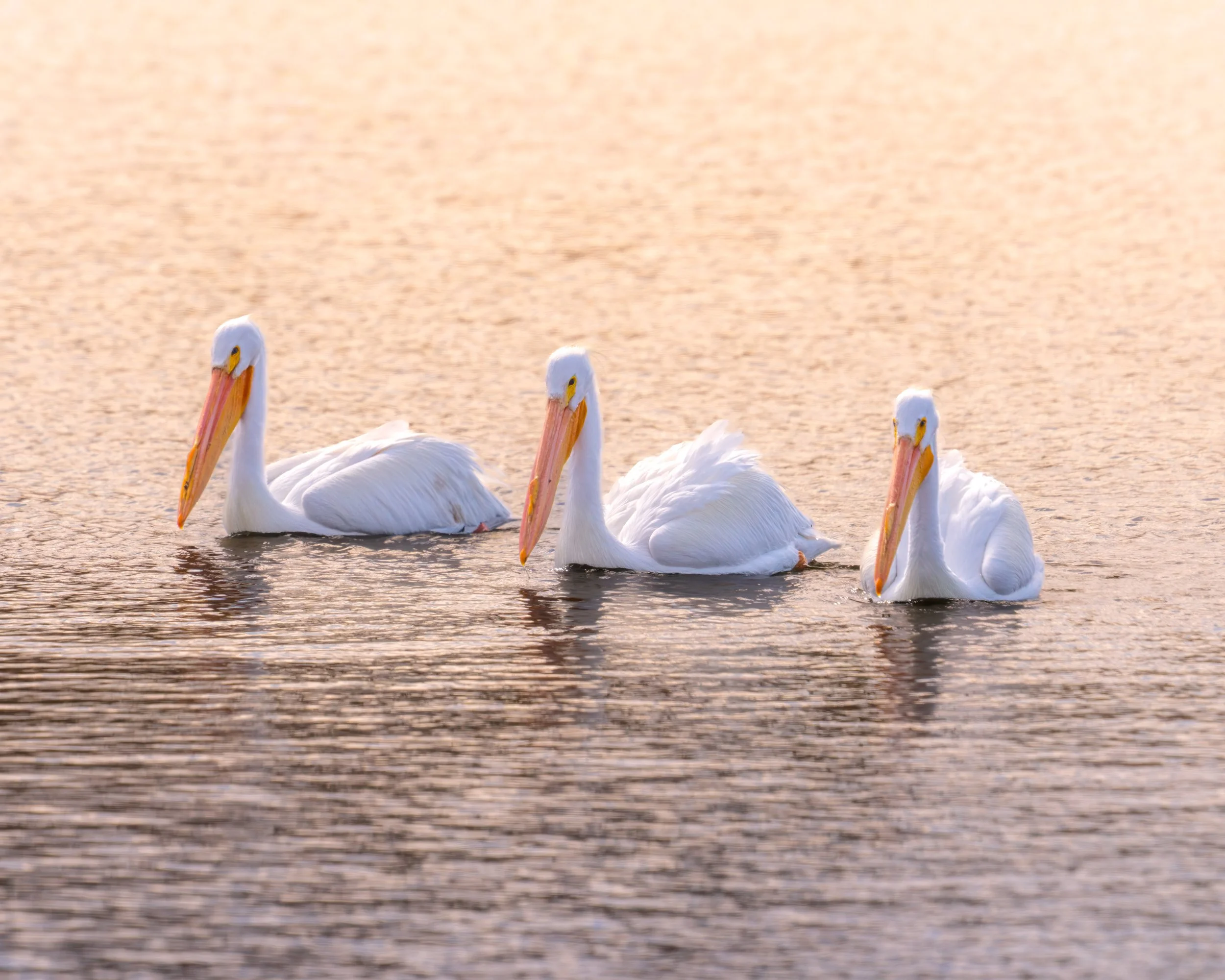 Signs of Spring Migration: American White Pelicans Arrive in Lake County